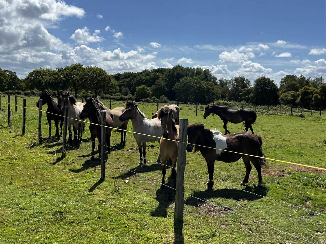 Crédit photo : chevaux mustang du ranch des Piclendeches - Mustang Club Bretagne Image